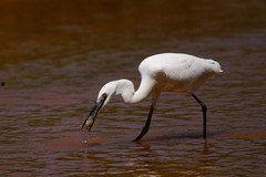 爱豆吃瓜娱乐白鹭